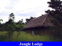 Jungle Lodge