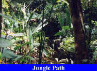 Jungle Path