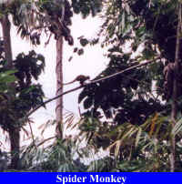 Spider Monkey